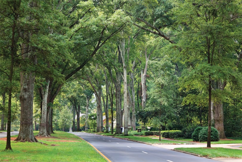 Historic Hoskins TreeMapping – Phase VI 2